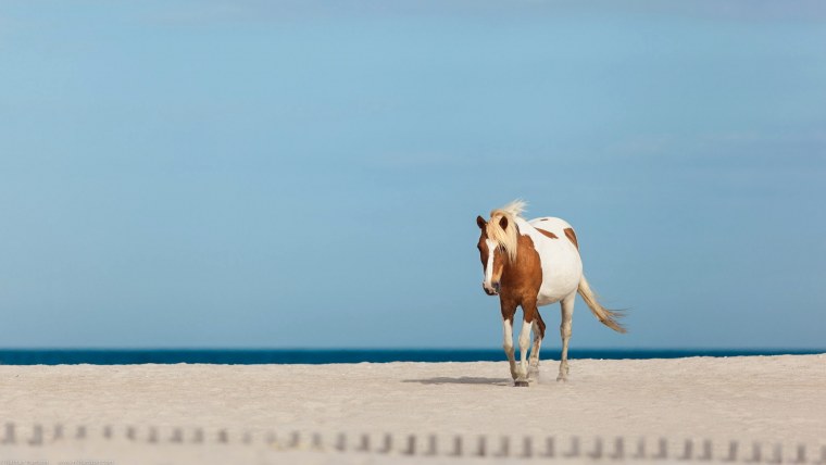 На лошадках на фоне моря