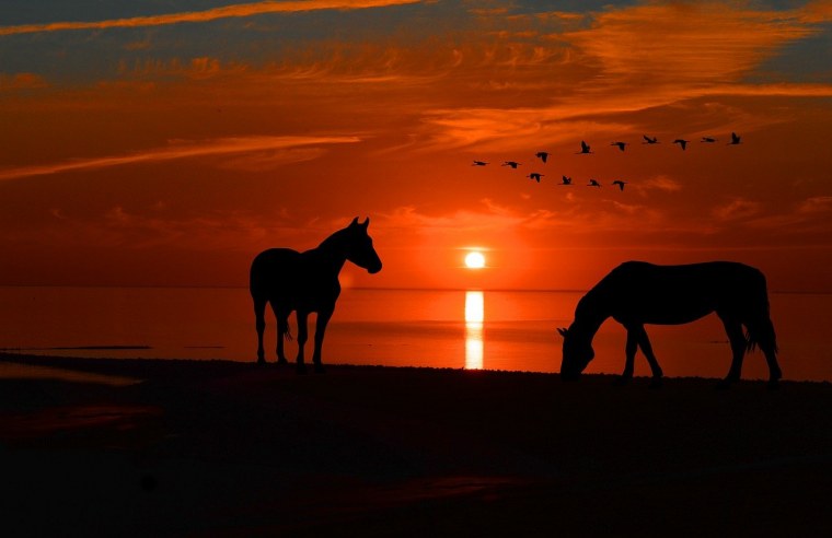 Лошади на закате