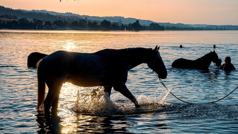 Лошади на речке