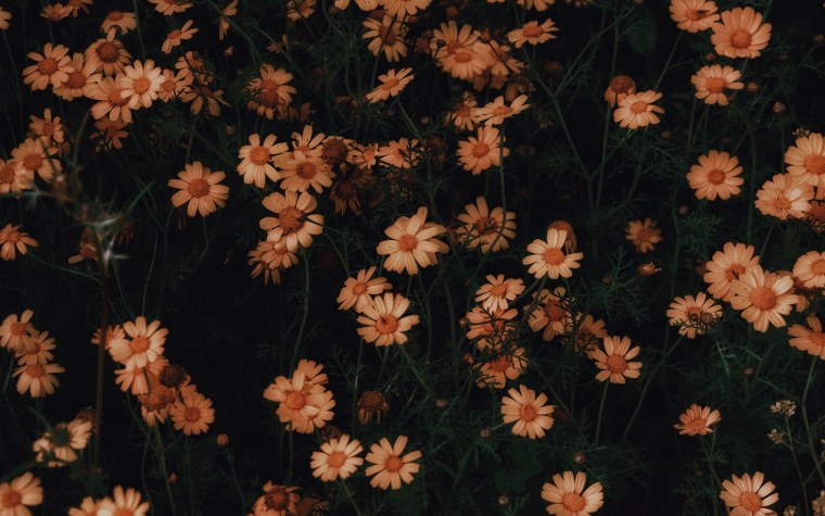 Эстетика коричневого