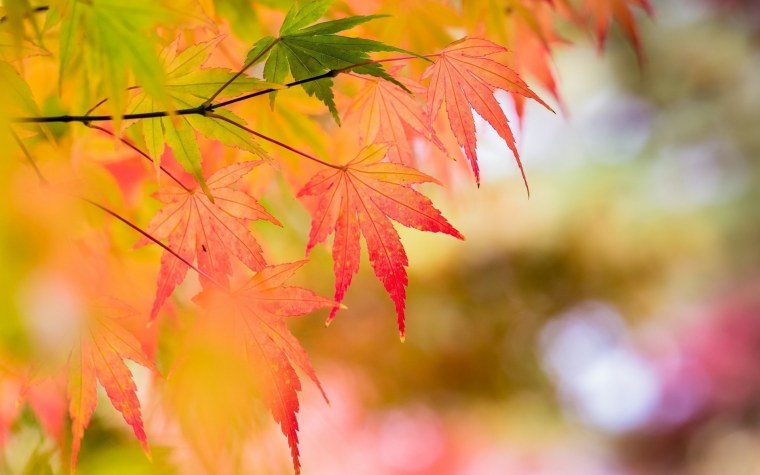 Фон для рабочего стола осень