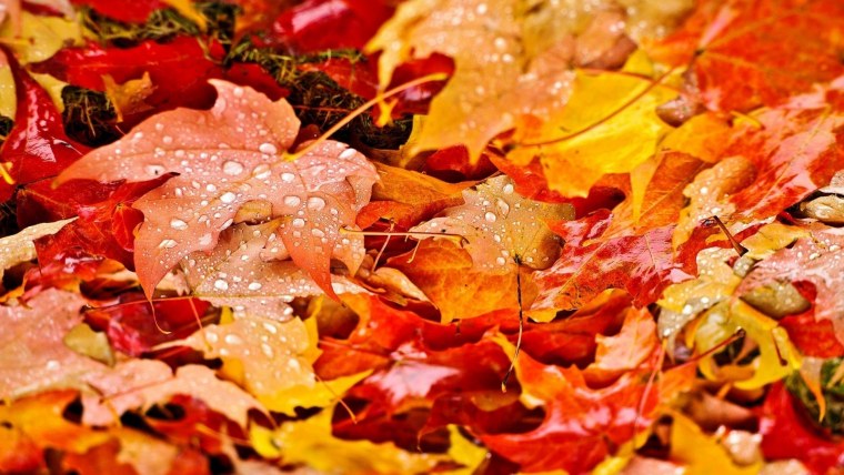 Обои на рабочий стол осень листья