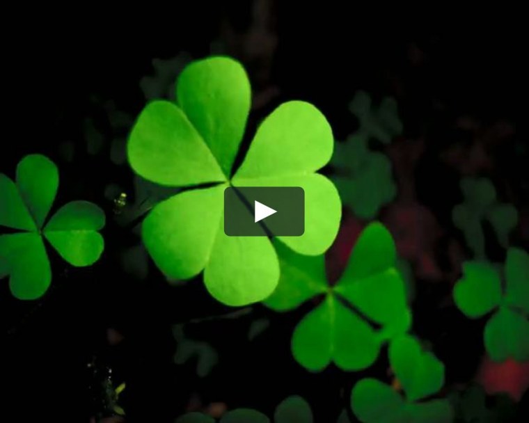 Ирландский Клевер четырехлистный