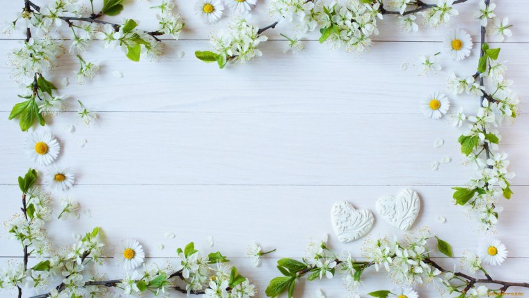 Фотофон ромашки