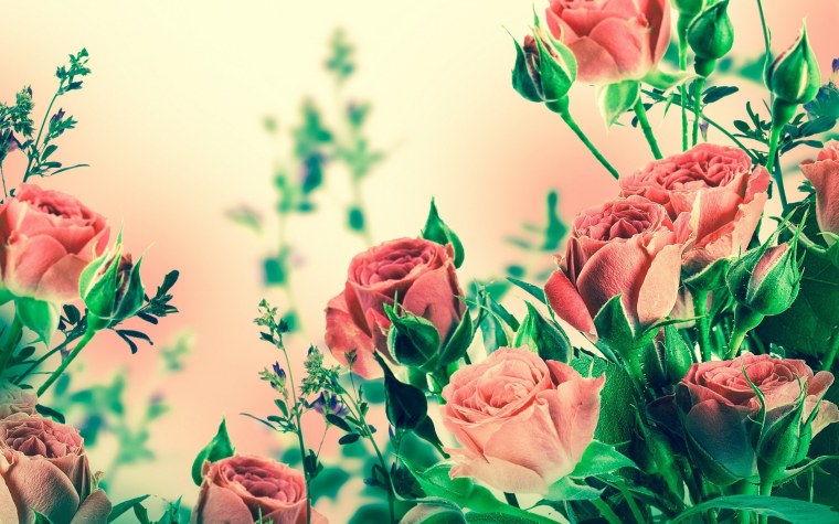 Обложка цветы