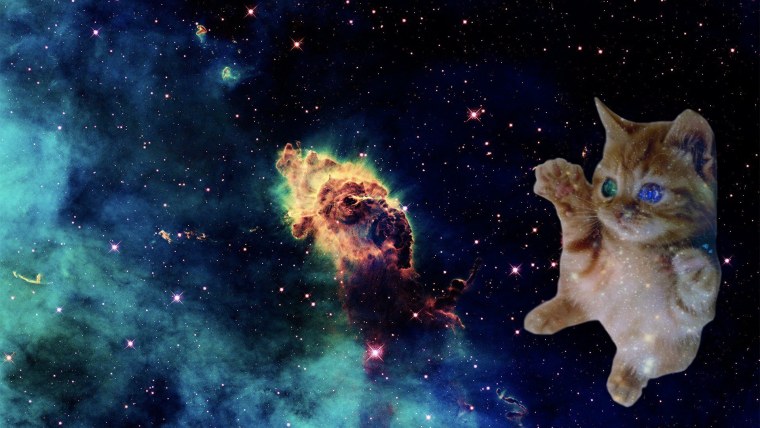 Котята на фоне космоса