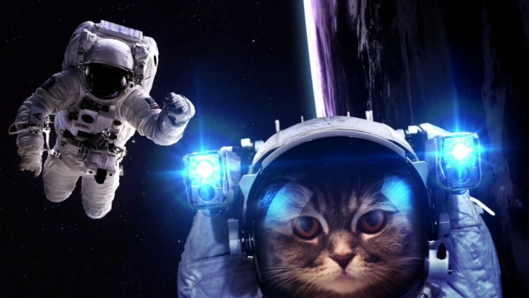 Кот в невесомости