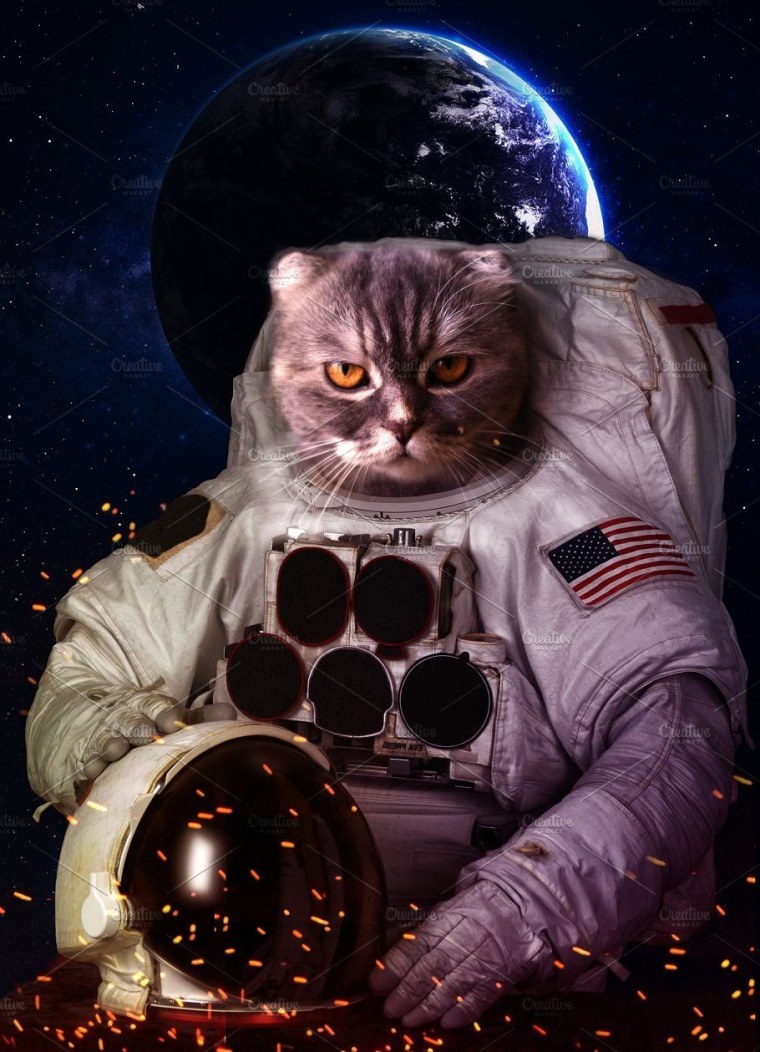 Космический кот
