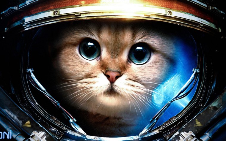 Кот в скафандре старкрафт