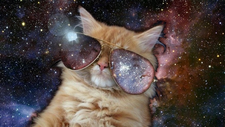 Рыжий кот в очках