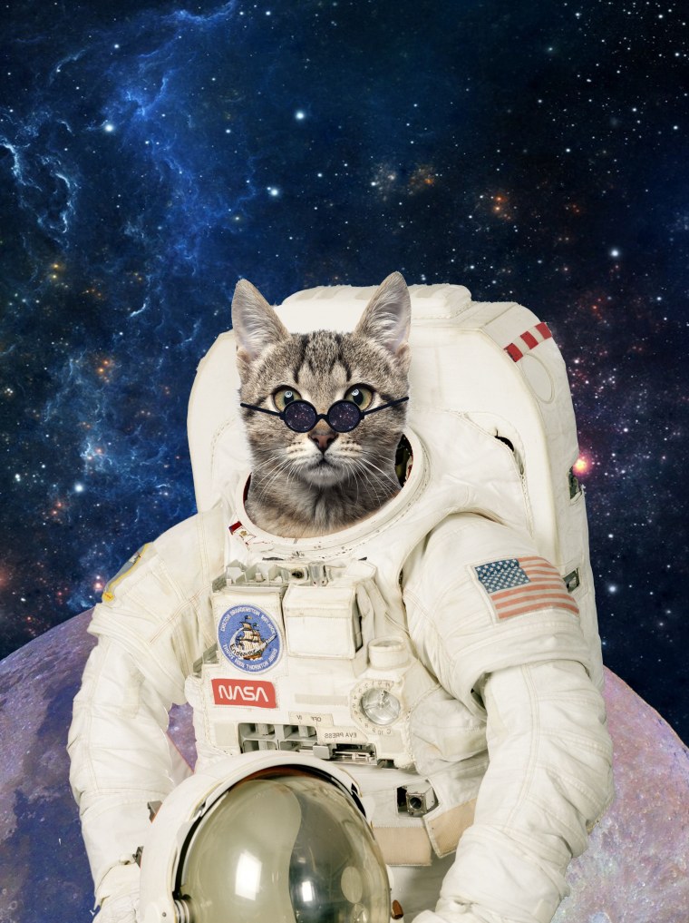 Кот в скафандре