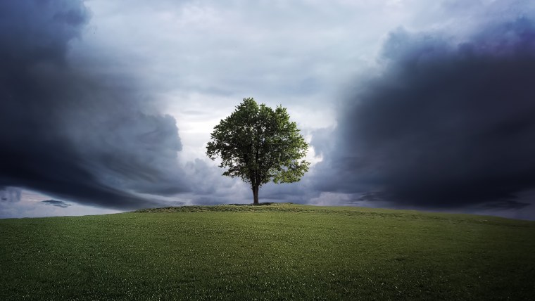 Одинокое дерево