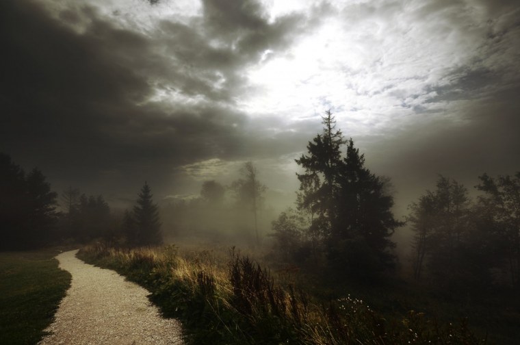 Пасмурный лес