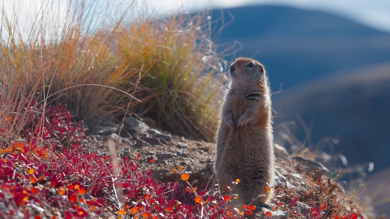 Камчатский сурок евражка