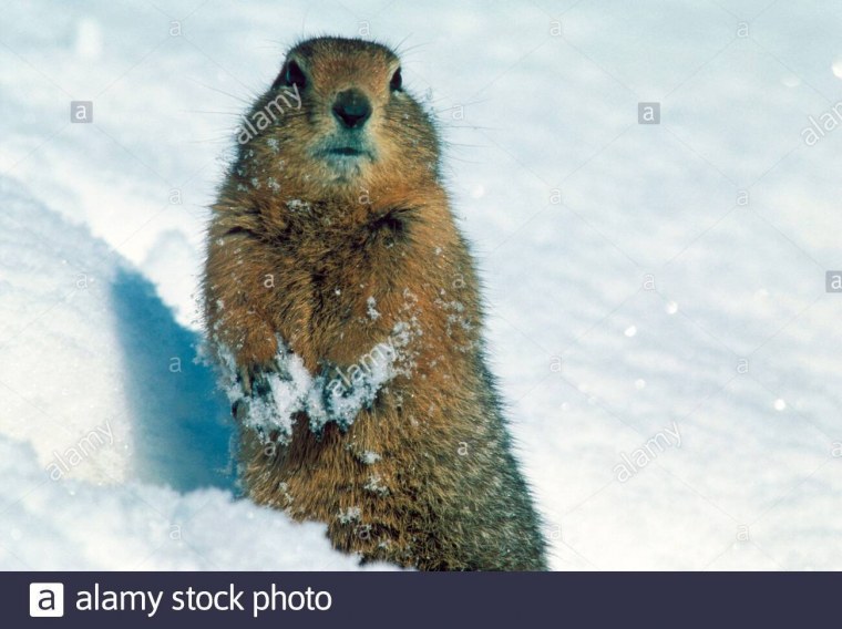 Суслик с светлой прической