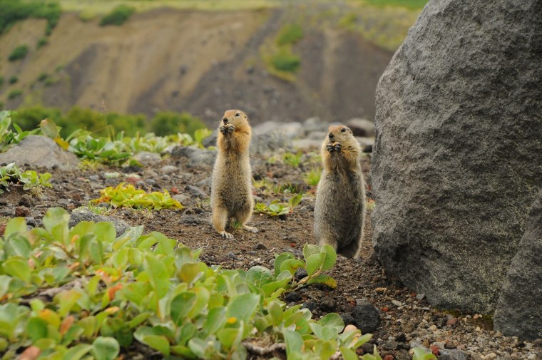 Камчатский сурок евражка