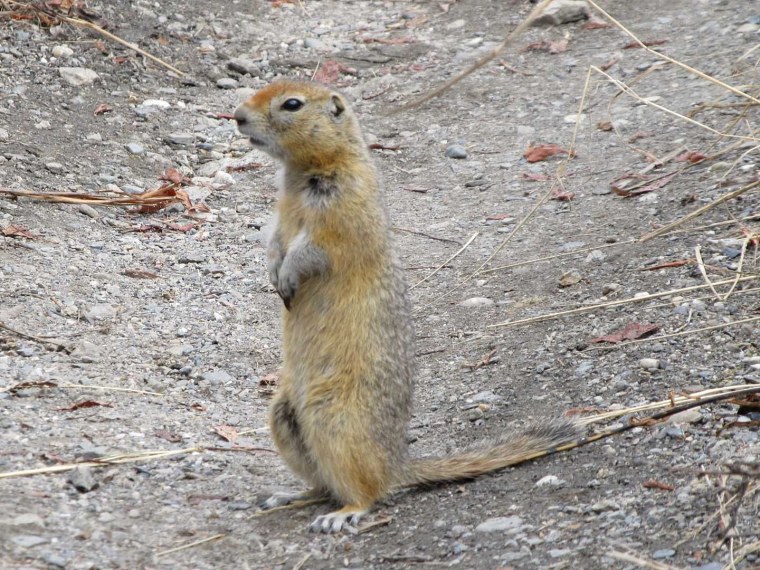 Реликтовый суслик