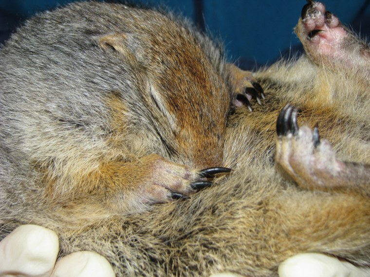 Камчатский сурок евражка