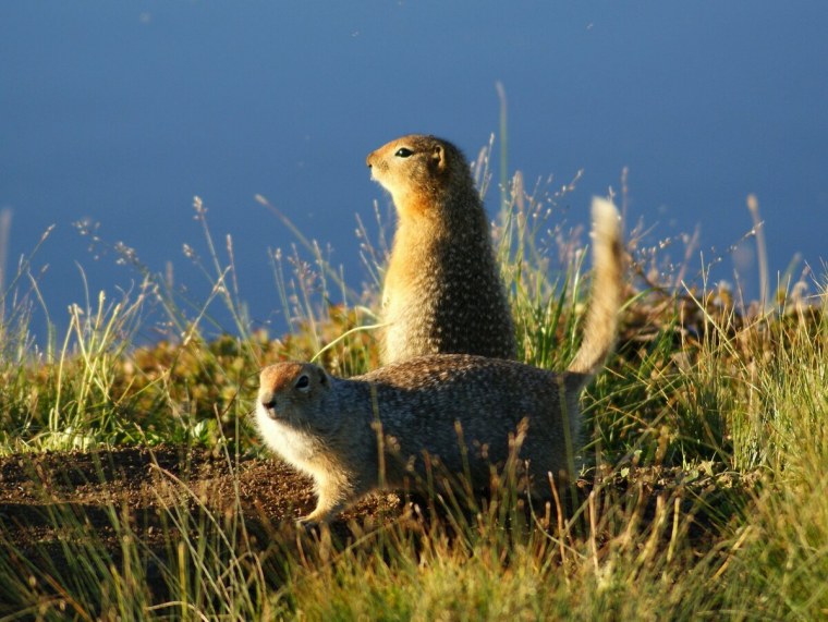 Евражка Чукотка