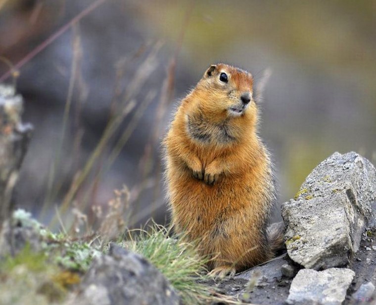 Камчатский сурок евражка