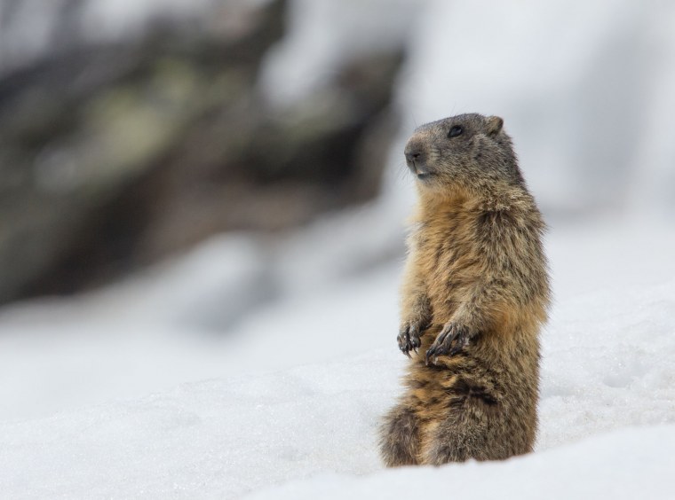 Суслик в снегу