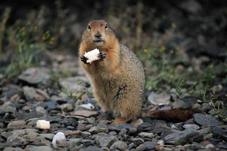 Еврашки Камчатки фото