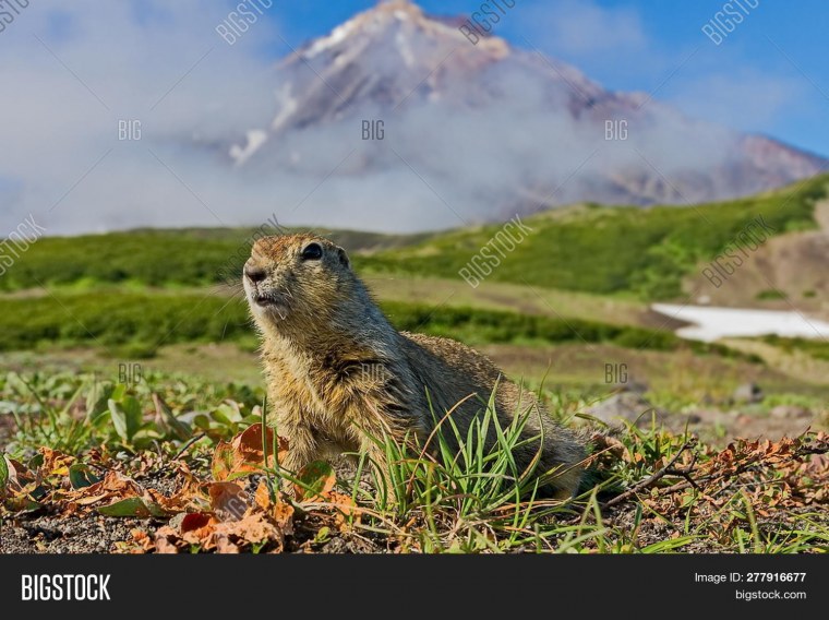 Евражка Чукотка