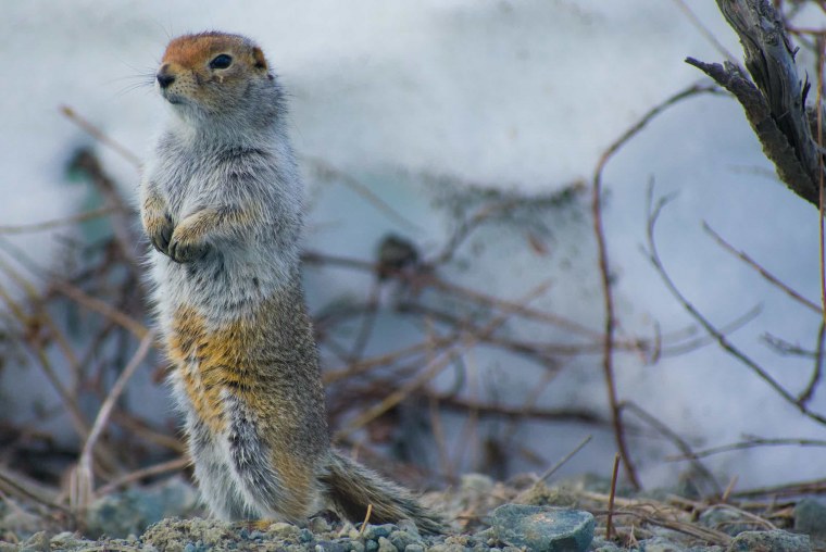 Арктическая Земляная белка