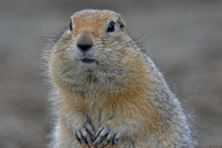 What are the Predators of Squirrels?