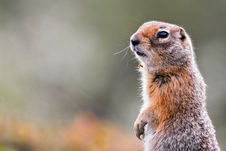 Spermophilus parryii