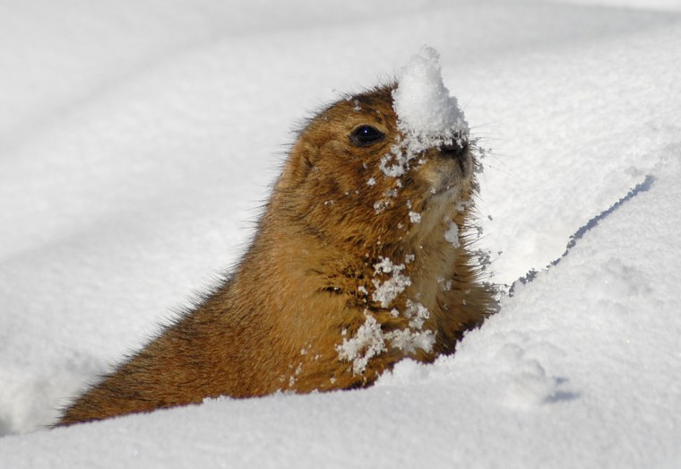 Суслик зимой
