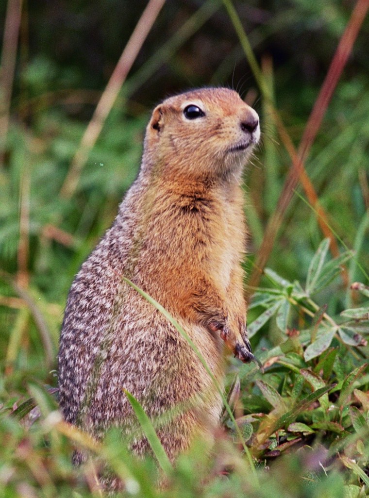 Arctic ground Squirrel