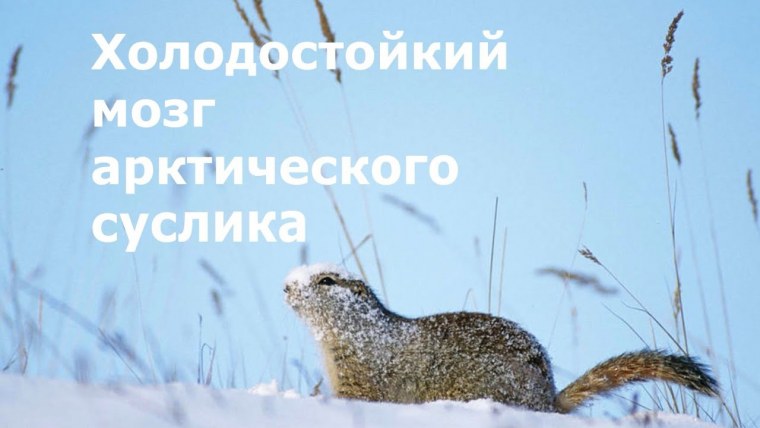 Арктический длиннохвостый суслик