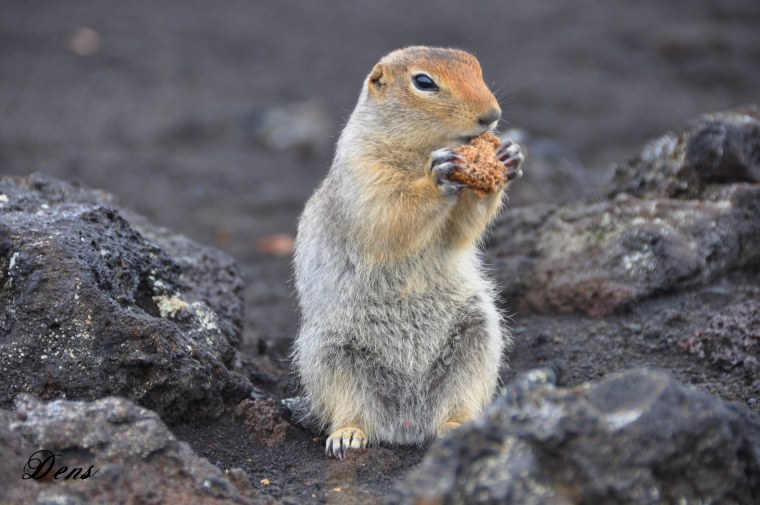 Евражка Камчатка