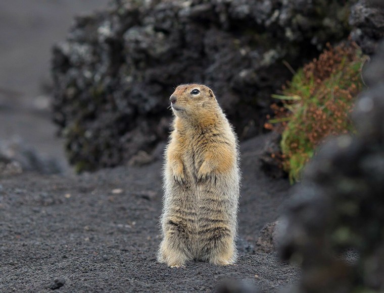 Берингийский суслик