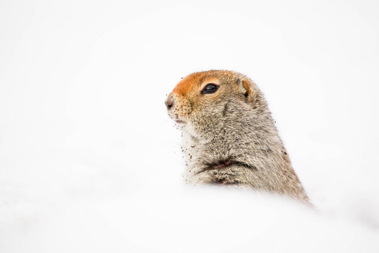 Сурок зимой