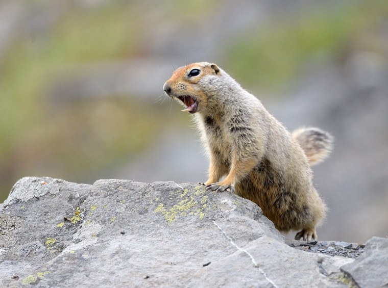 Суслик самка