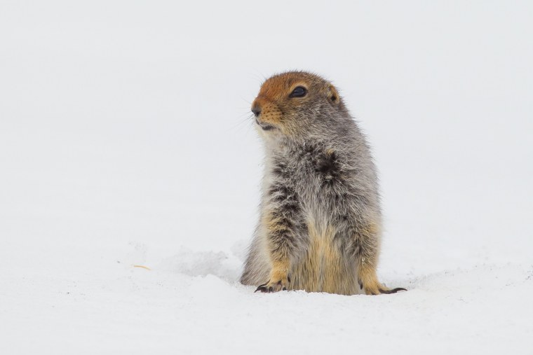 Суслик зимой