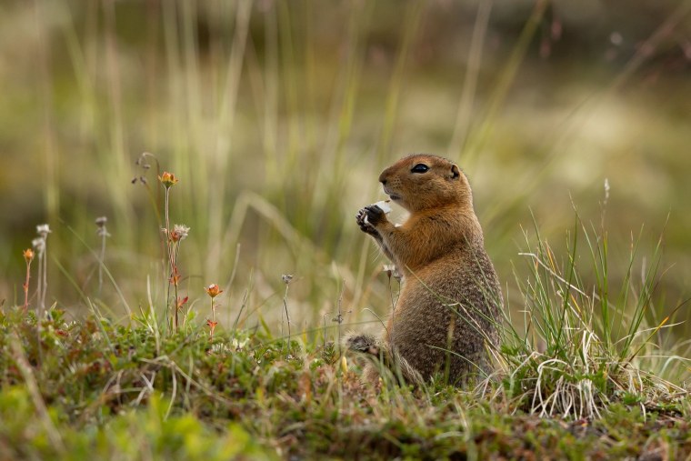 Arctic ground Squirrel