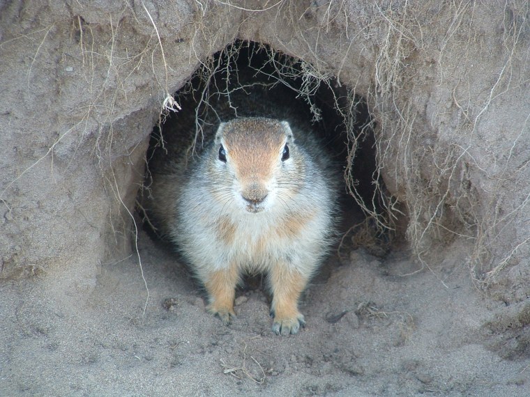Суслик длиннохвостый в норе