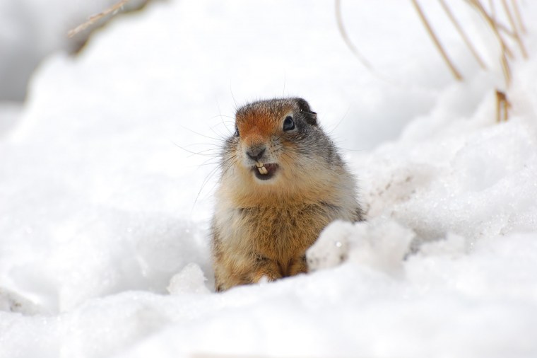 Камчатский суслик евражка