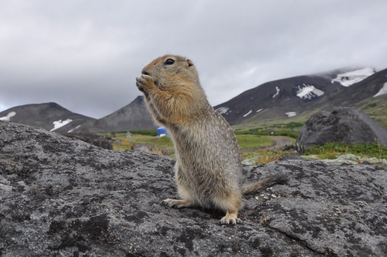 Евражка Камчатка