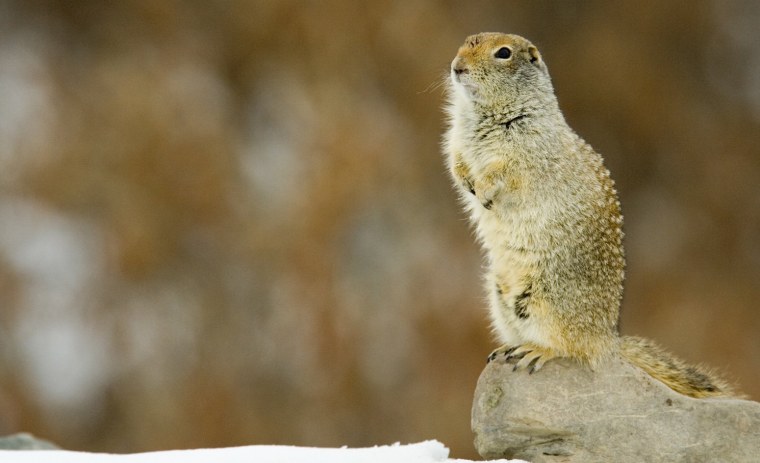 Колумбийский суслик