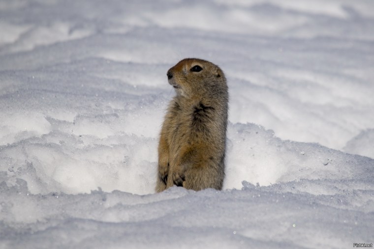 Чукотский суслик евражка
