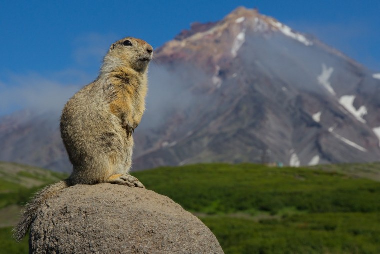 Длиннохвостый суслик в Арктике