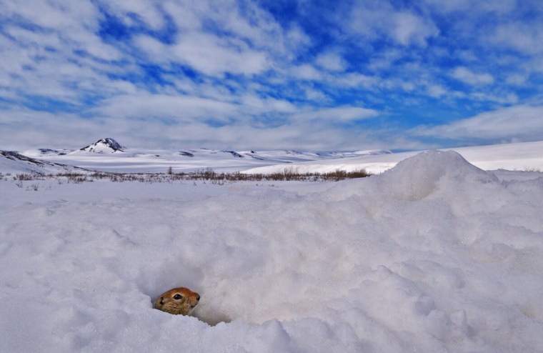 Арктический суслик в спячке