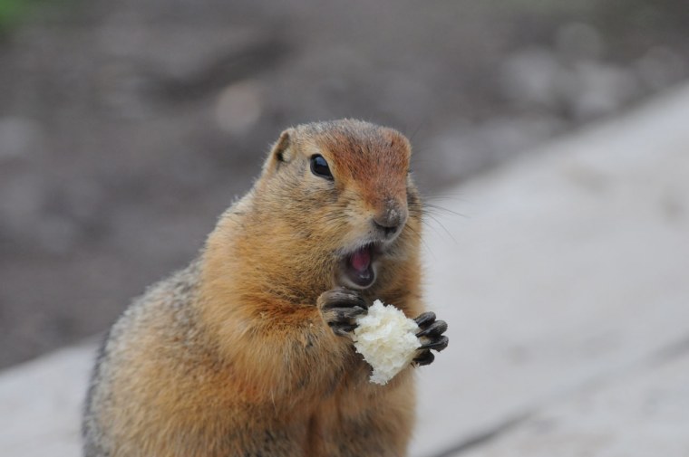 Бурундук в Магаданском заповеднике