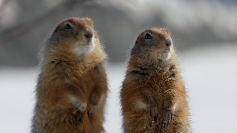 Некоторые Sciuridae