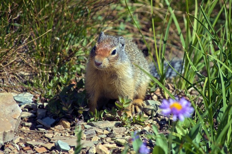 Арктическая Земляная белка