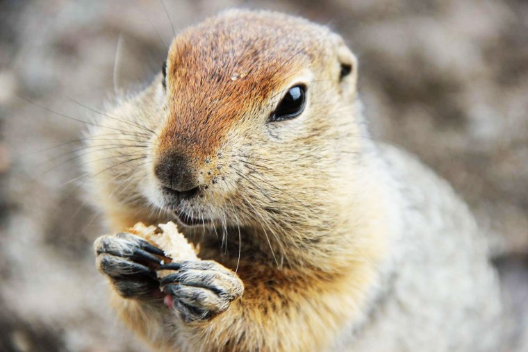 Камчатский сурок евражка